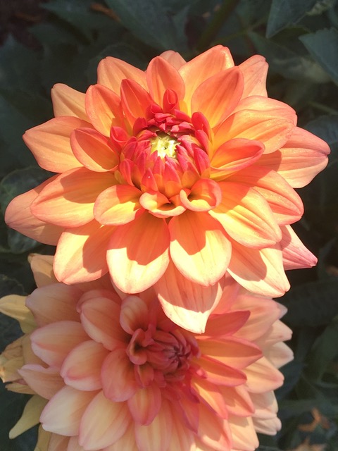 Flowers inspire me. Orange Dahlia.